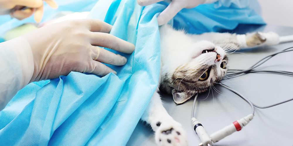 猫の避妊・去勢手術